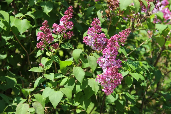 Raminho de magenta lilás cresce cercado por folhas — Fotografia de Stock