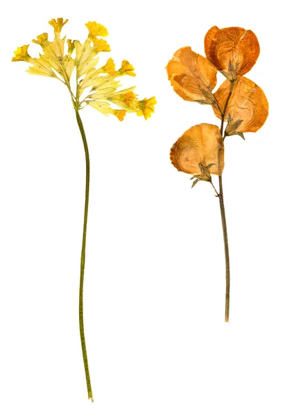 Asciutto fiore di primavera giallo genziana isolato — Foto Stock