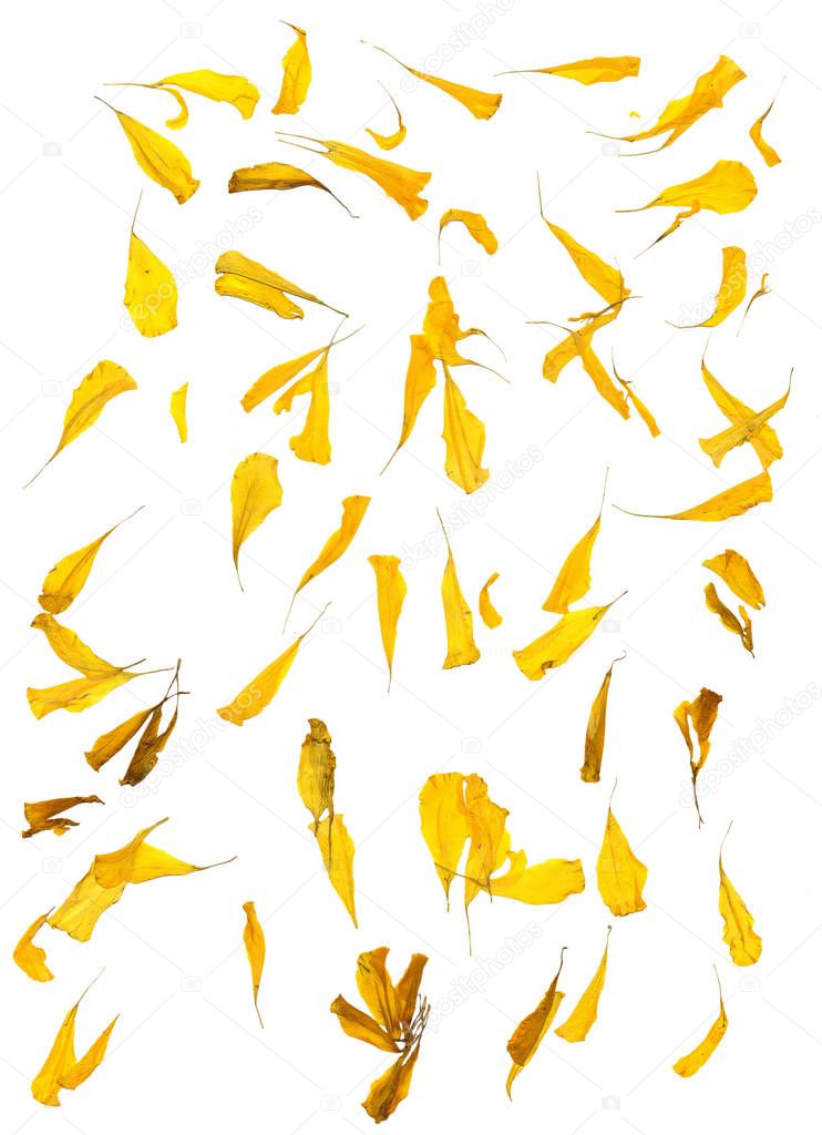 dry yellow petals isolated on white background 