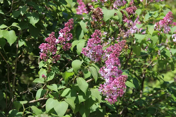 Sprig of  magenta lilac grows surrounded by leaves — Stock Photo, Image