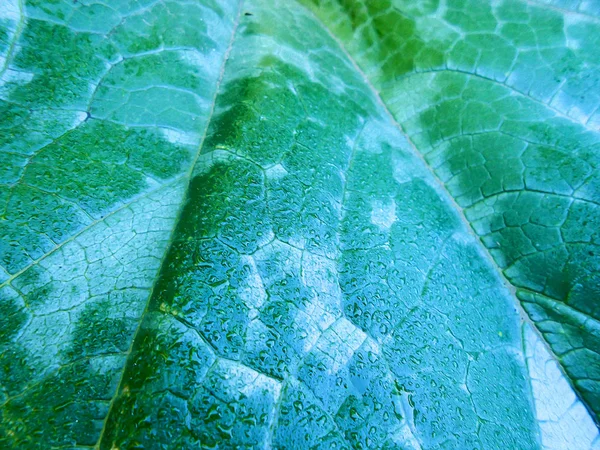 Olieverf verse groene bladeren textuur achtergrond — Stockfoto