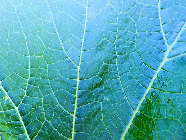 Pintura al óleo hojas verdes frescas textura fondo — Foto de Stock