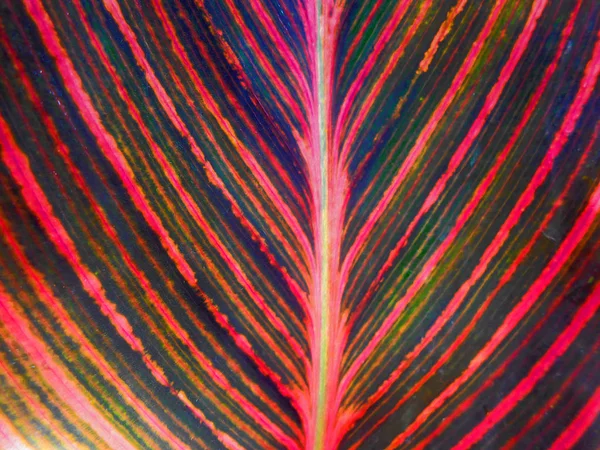 Pintura al óleo hojas rojas frescas textura fondo — Foto de Stock
