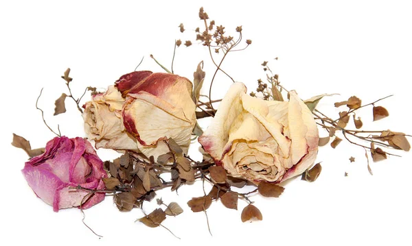Trockene zarte Rosenblüten und Blätter isoliert auf weiß lizenzfreie Stockfotos
