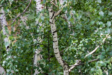 Taze yaprakları ile uzun boylu ince beyaz huş ağacı Kasalar