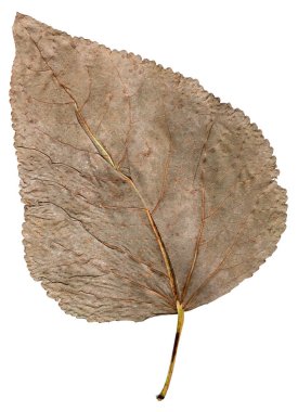 izole kavak yaprakları kadar kurutulmuş