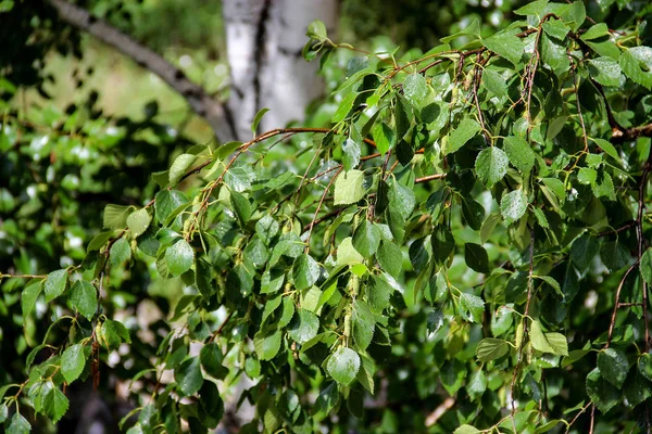 Tall slender white birch trunks with fresh leaves — Stock Photo, Image