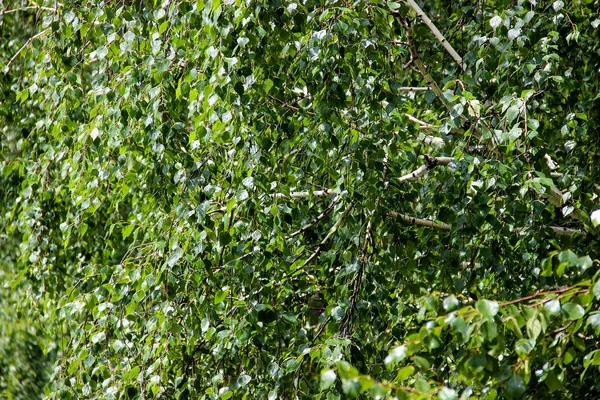 Lång smal vit björkstammar med färska blad — Stockfoto