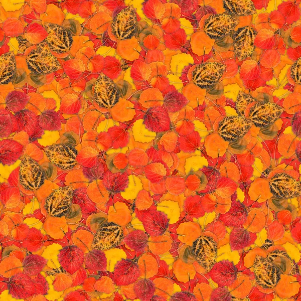 Безшовний фон з яскравим різнокольоровим листям осики — стокове фото