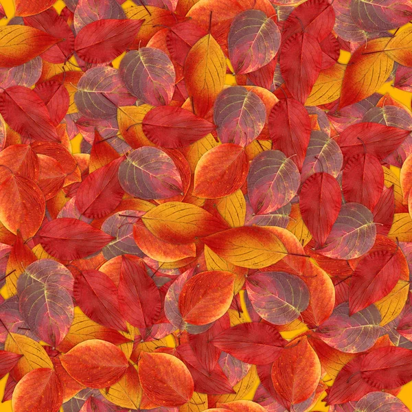 Nahtloser Hintergrund mit hellen bunten Blättern des Weißdorns — Stockfoto