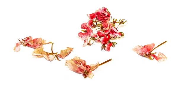 Droge roze geranium perspectief bloemen en bladeren van pelargonium — Stockfoto