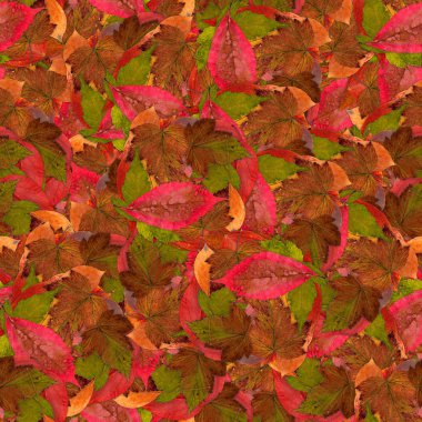 Ahududu parlak renkli yaprakları ile sorunsuz arka plan