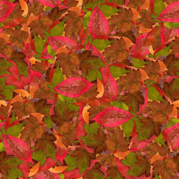 Fundo sem costura com folhas multicoloridas brilhantes de framboesa — Fotografia de Stock