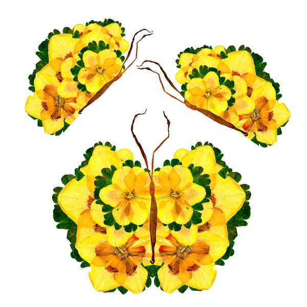 水仙の花びらの葉と花で作られた花蝶 — ストック写真