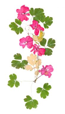 Kurutulmuş acil parlak akışını izole pembe Sardunya uygulanması