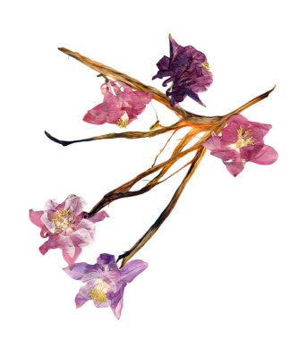 çok renkli Aquilegia haddelenmiş kurutulmuş zambak yaprakları, p ile basıldığında