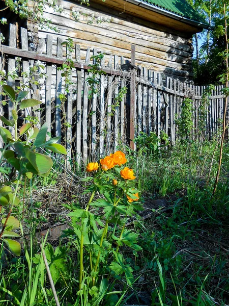 Grande plante globe-fleur aux fleurs globuleuses jaunes ou oranges , — Photo