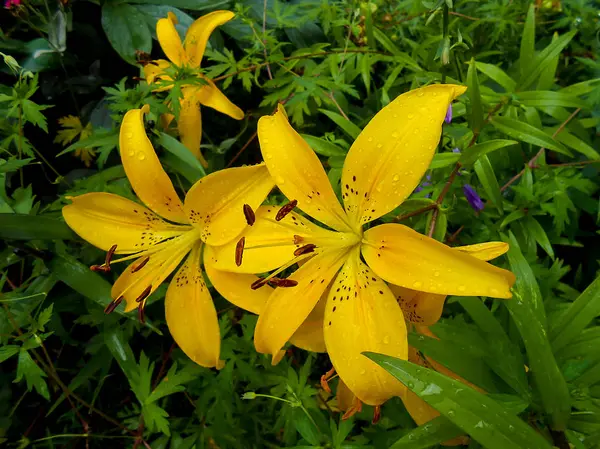 新鮮なカラフルなユリの花を庭に. — ストック写真