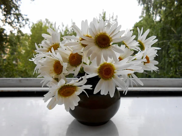 Bouquet di margherite in vaso di ceramica sulla finestra — Foto Stock