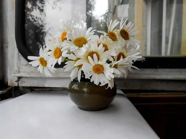 Daisies bouquet  in ceramic vase on the window — Stock Photo, Image