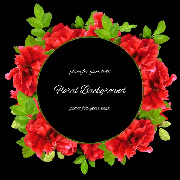 Background  made of fresh terry rosehips  flowers  and place for — Stock Photo, Image