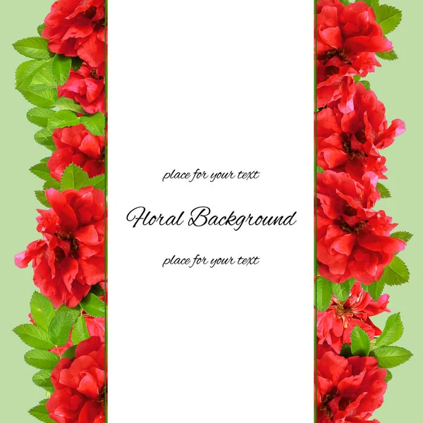 Background  made of fresh terry rosehips  flowers  and place for — Stock Photo, Image