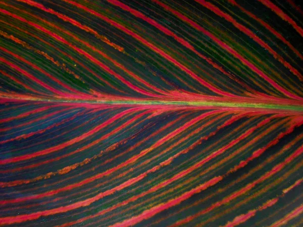 Pintura al óleo hojas rojas frescas textura fondo — Foto de Stock