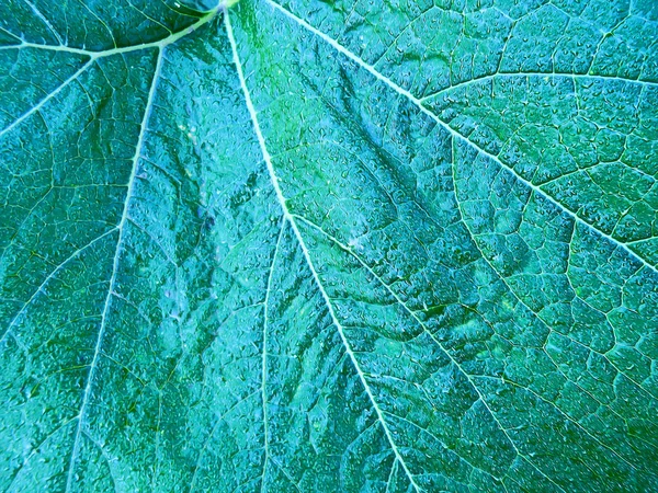 Pintura al óleo hojas verdes frescas textura fondo — Foto de Stock
