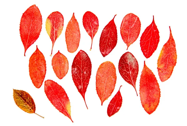 Олійна фарба сухий лист червоного ягідного гіллястого дерева — стокове фото