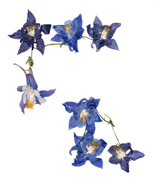Tryckte multicolor Aquilegia med extruderad torkade lily kronblad, p — Stockfoto