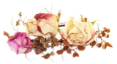 Kuru hassas gül çiçek ve yaprak üzerinde beyaz izole