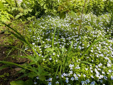 Korun taze bahçe mavi çiçek