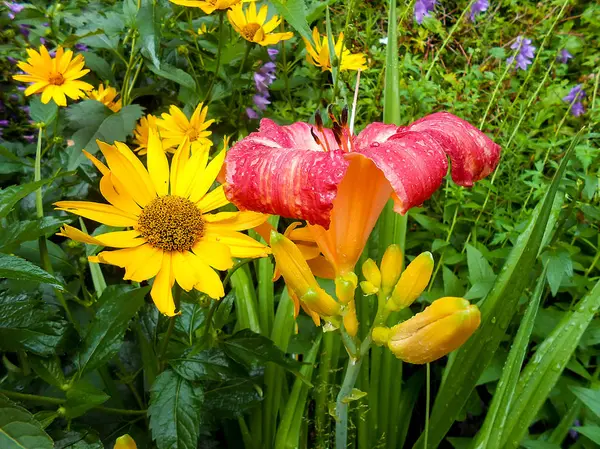 Flores de lírio coloridas frescas no jardim . — Fotografia de Stock