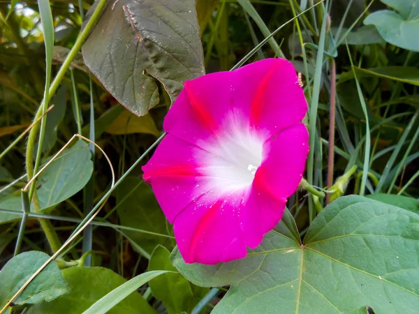 Manhã glória flor fresca na natureza — Fotografia de Stock
