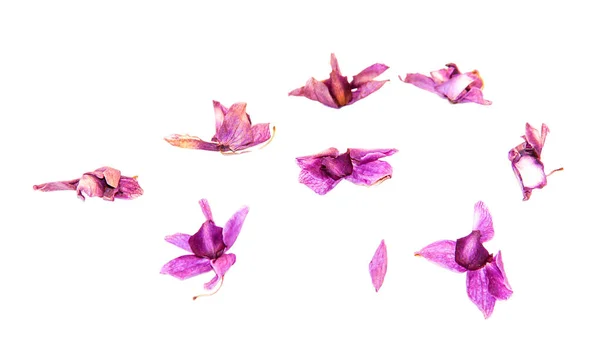 Набор из сухой разноцветной розовой орхидеи — стоковое фото