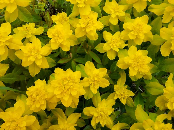 Gelbe Euphorbien vielblütig auf der Wiese — Stockfoto