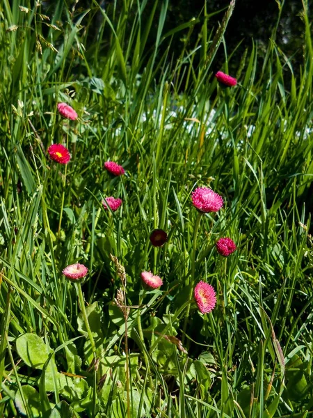 Jardim fresco Flores de margarida e margarida — Fotografia de Stock