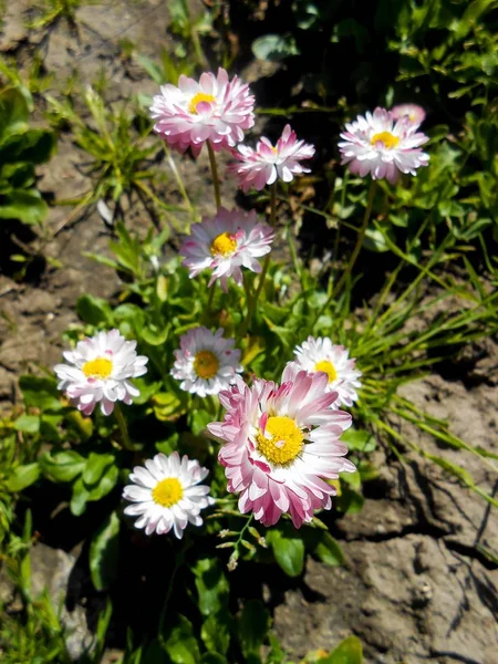 Jardín fresco Pansy y flores de margarita — Foto de Stock