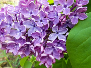 Mavi ve pembe çiçek leylak bush