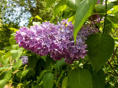 Mavi ve pembe çiçek leylak bush