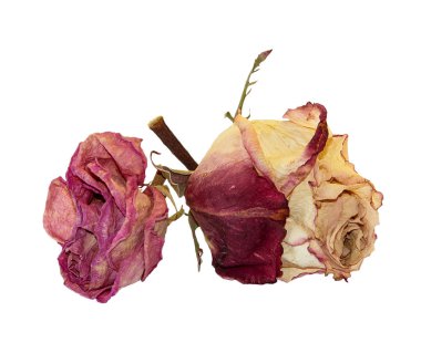 Kuru hassas gül çiçek ve yaprak üzerinde beyaz izole