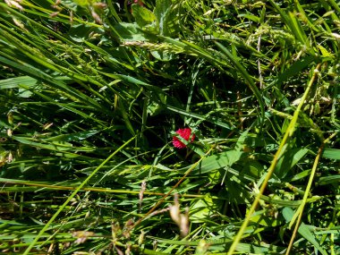 Taze bahçe hercai menekşe ve papatya çiçekler