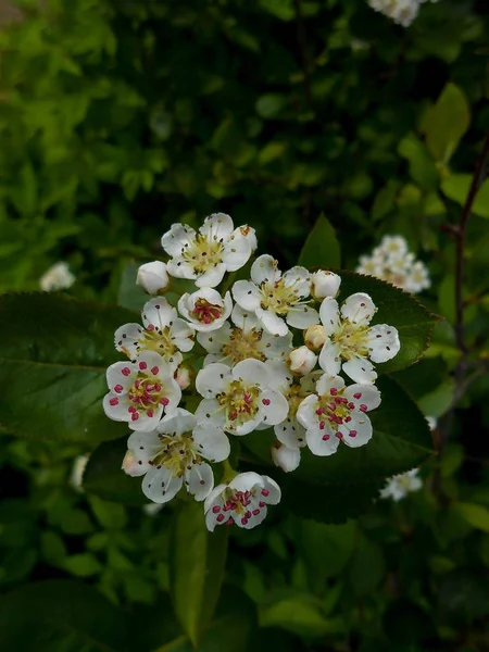 Květiny bílé Kalina mezi tmavě zelené listy — Stock fotografie