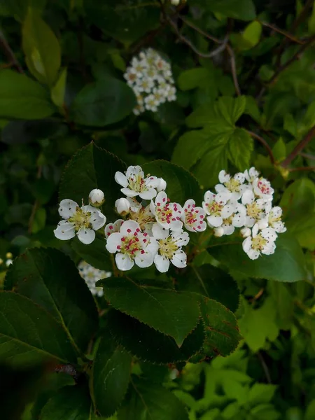 Weiße Viburnum-Blüten zwischen dunkelgrünen Blättern — Stockfoto
