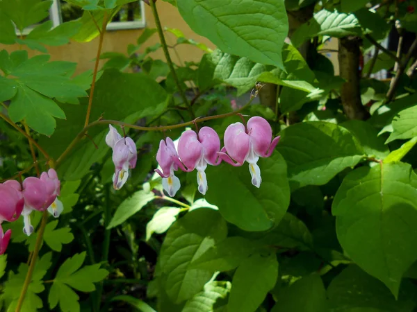 出血ハート。春庭クローズ アップ im で小さいピンクの花 — ストック写真