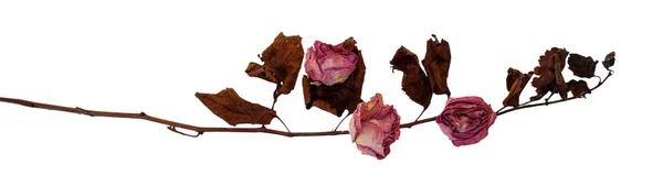 Сухие нежные розовые цветы и листья, изолированные на белом — стоковое фото