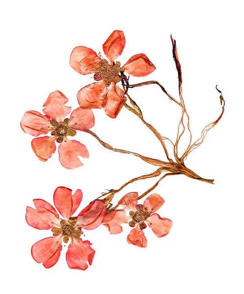 Flores prensadas e secas flor de marmelo — Fotografia de Stock