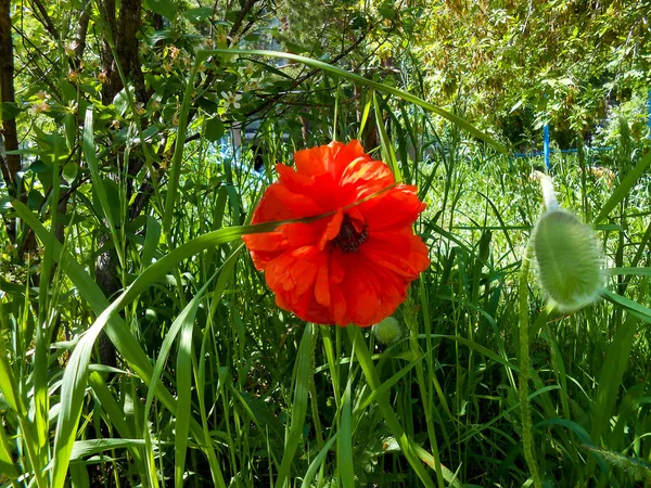 Poppy bloemen op veld en zonnige dag — Stockfoto