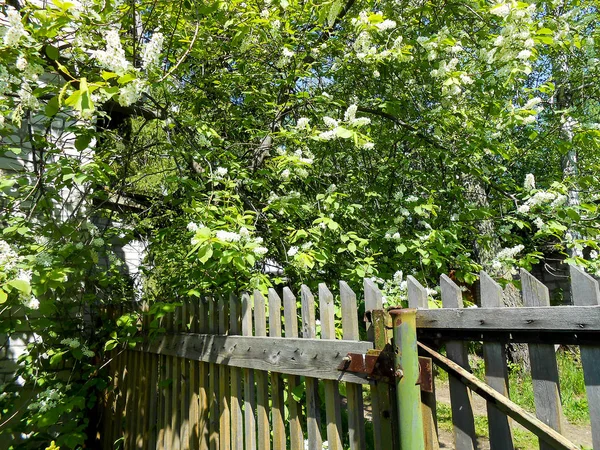 Old wooden fence, with a wicketis seen between the trees and gra — Stock Photo, Image