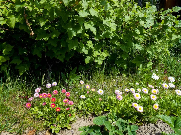 Jardim fresco Flores de margarida e margarida — Fotografia de Stock